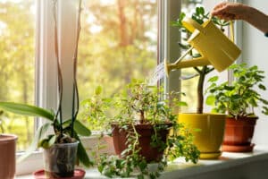 hand with water can watering indoor plants on windowsill