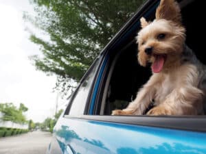 A happy Yorkshire Terrier dog is hanging is tongue out