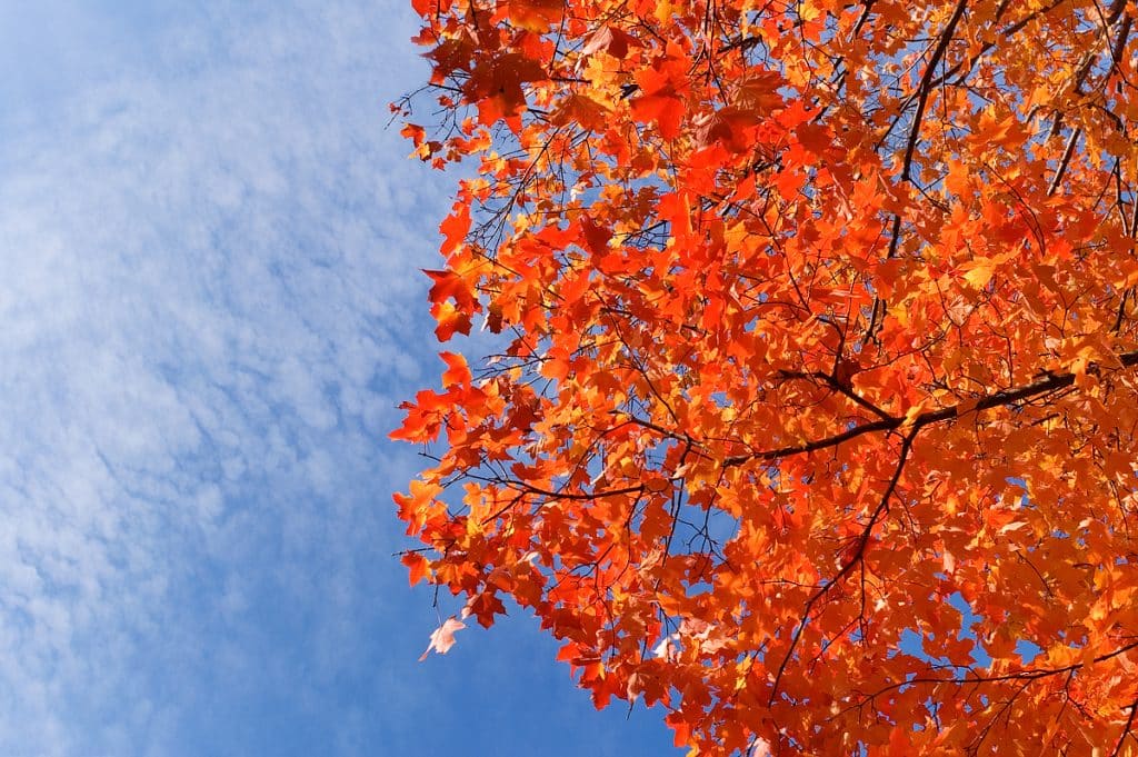 fall leaves douglas country kansas fall events you don't want to miss
