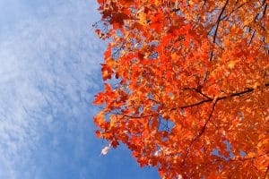 fall leaves douglas country kansas fall events you don't want to miss