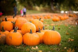 Douglas County, KS events for fall 2024 pumpkins